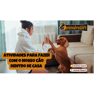 Atividades para fazer com o nosso cão dentro de casa 